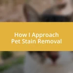 How I Approach Pet Stain Removal